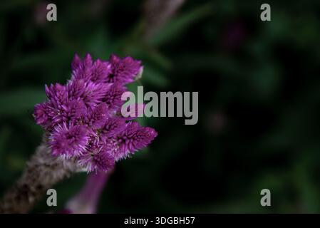 Rosa celosia argentea Blume, die gemeinhin als die gefiederten Cockscomb oder silber Hahn Kamm voller Blüte in der Natur Garten bekannt. Schärfe und Unschärfe. Stockfoto
