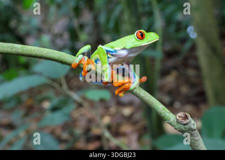 Ein roäugiger Baumfrosch sitzt auf einem Zweig in Costa Rica Stockfoto