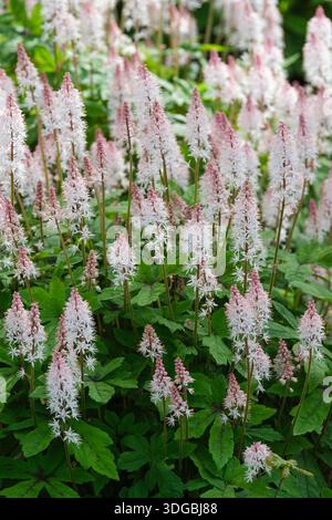 Tiarella Spring Symphony, Schaumblume Spring Symphony, tief gelappt, grüne Blätter lila auf den Mittelrippen markiert, Sternentürme, cremeweiße Blüten, Stockfoto