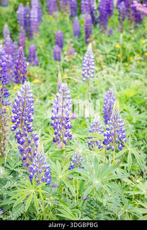 Lupinen in Blüte (Lupinus) Stockfoto