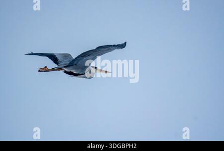 Graureiher im Flug Stockfoto