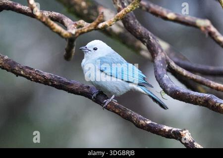 Blaugrauer Tanager-Vogel, der auf einem Zweig in Costa Rica sitzt Stockfoto