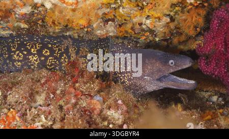 Mediterraner Muränen (Muraena helena) mit gemustertem Körper, der zwischen Korallen im Mittelmeer in der Nähe von Hyeres, Tauchplatz Giens Peninsu, blickt Stockfoto