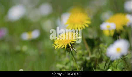 Blühende Löwenzahn auf einer grünen Wiese mit verschwommenen weißen Blüten im Hintergrund, Pfalz, Rheinland-Pfalz, Deutschland Stockfoto
