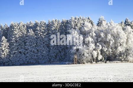Winterwald mit Jägern und prächtigen Bäumen, Oberschwaben, Baden-Württemberg, Deutschland Stockfoto