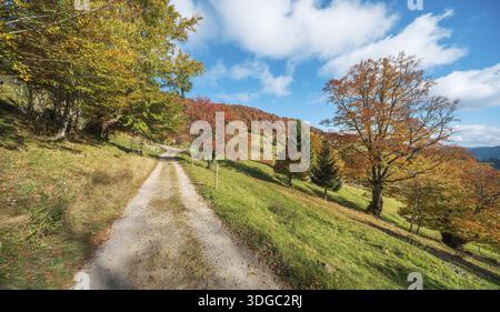 Wanderweg am Schauinsland, Feldweg durch Wiesen mit alten Buchen in vollen Herbstfarben, Schwarzwald, Baden-Württemberg, Deutschland Stockfoto