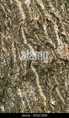 Künstlerische Struktur des rauen Baumstamms für abstrakten Hintergrund Stockfoto