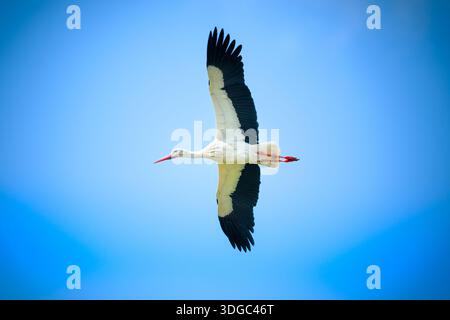 Ein Weißstorch (Ciconia ciconia), der durch einen klaren blauen Himmel schwingt, von unten betrachtet, um seine beeindruckende Flügelspannweite und schwarzen Flugfedern hervorzuheben. Stockfoto