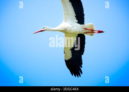 Ein Weißstorch (Ciconia ciconia), der durch einen klaren blauen Himmel schwingt, von unten betrachtet, um seine beeindruckende Flügelspannweite und schwarzen Flugfedern hervorzuheben. Stockfoto