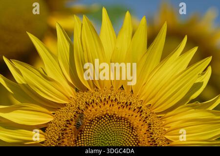 Eine atemberaubende Nahaufnahme einer lebendigen Sonnenblume, die ihre Schönheit im Detail festlegt. Stockfoto