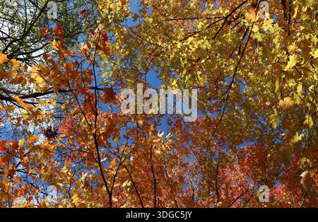 Oberhalb des Damms an der Terrace Mill im Zentrum von Minnesota zeigen Zweige drei verschiedene Stufen der Herbstfarben: Grün, gelb und orange. Stockfoto