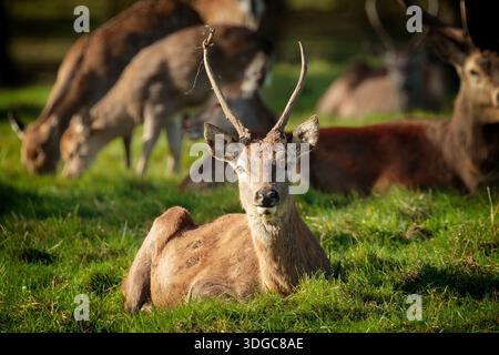 Ein dünn geweihtes männliches Damhirsch ruht in Studley Royal in Ripon, während die Herde dahinter weidet. Stockfoto
