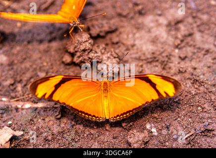 Dryas iulia Stockfoto
