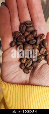 Eine Makroansicht von oben nach unten einer Handvoll mittelgerösteter aromatischer Kaffeebohnen, die in einer offenen Palme ruhen. Das Bild hebt die Textur der Bohnen und hervor Stockfoto