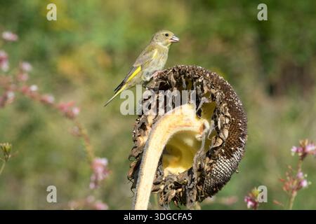Weiblicher Europäischer Grünfink auf einem Sonnenblumenkopf, der Samen füttert, Vogelsonnenblumengarten Carduelis chloris Stockfoto