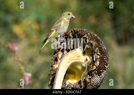 Grünfinke isst Samen auf einem Sonnenblumenkopf Stockfoto