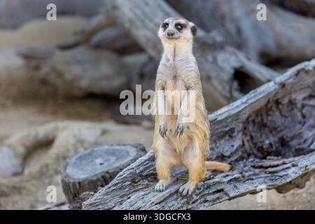 Nahaufnahme eines Meercats, der in die Kamera blickt und auf einen knorrigen Baumstumpf blickt. Stockfoto
