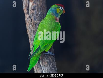 Nahaufnahme eines lebhaften grünen, blauen, roten und gelben Lorikeet, der im Januar 2026 auf einem kleinen Baumstamm in NSW, Australien, thront Stockfoto