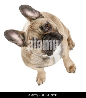 Französische Bulldogge sitzt und blickt auf weißem Hintergrund auf Stockfoto