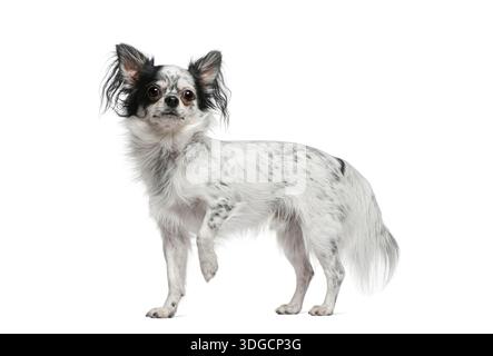 Schwarz-weiß gepunktete chihuahua auf weißem Hintergrund Stockfoto