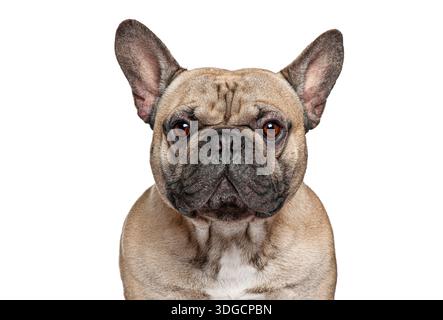 Französische Bulldogge mit Kitzmantel und dunklem Maul posiert für ein Studio-Porträt Stockfoto