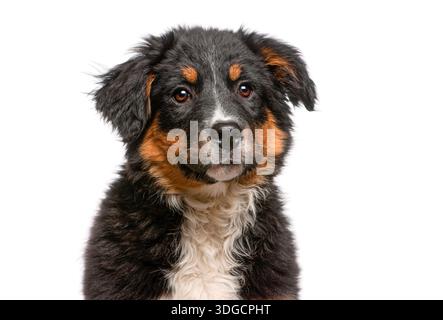 Junger australischer Schäferhund auf weißem Hintergrund, posiert für ein Porträt Stockfoto