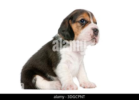 Dreifarbiger Beagle-Welpe sitzt ruhig, isoliert auf weißem Hintergrund Stockfoto