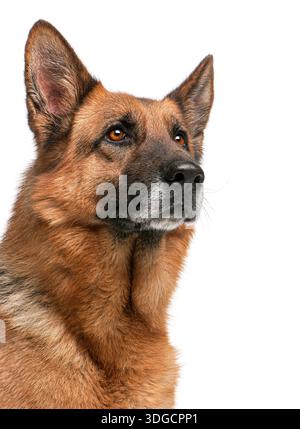 Deutscher Schäferhund aufmerksam und ernst, mit Kopierraum nach oben schauen Stockfoto