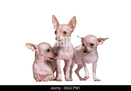 Drei haarlose Chihuahua-Hundewelpen stehen und liegen, zeigen Zuneigung Stockfoto