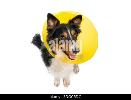 Border Collie Hund, der nach einem ärztlichen Eingriff einen gelben Tierkegel vorstellt Stockfoto