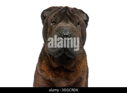 Shar pei Hund, der in die Kamera schaut, mit faltiger Haut Stockfoto