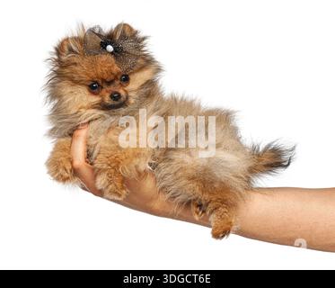 Flauschiger brauner pommerscher Welpe, der eine Schleife in der Hand einer Person trägt Stockfoto