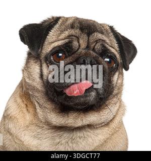 Mops mit verspielter Zunge und unschuldigem Ausdruck auf weißem Hintergrund Stockfoto