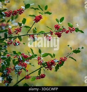 Stechpalmenzweige mit hellroten Beeren und glänzend grünen Blättern vor weichem Herbsthintergrund. Leuchtende rote stechpalmenbeeren in natürlichem Licht, festlich. Stockfoto