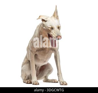 Weißer Mischhund, der weit gähnt, Müdigkeit und ein Bedürfnis nach Ruhe zeigt Stockfoto