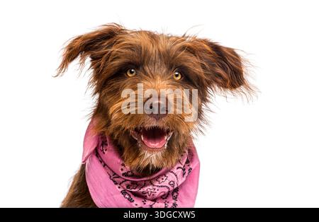 Brauner Terrier-Mischhund mit offenem Mund in die Kamera schaut und ein rosafarbenes Bandana trägt Stockfoto