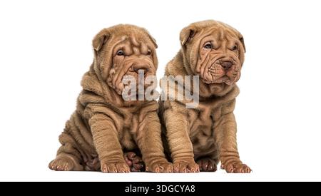 Zwei Shar pei Welpen sitzen nebeneinander und schauen auf die Kamera auf weißem Hintergrund Stockfoto