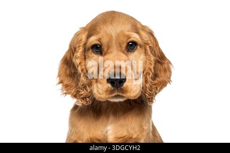 Rotes englisches Cocker Spaniel Hündchen Nahaufnahme Porträt auf weißem Hintergrund Stockfoto