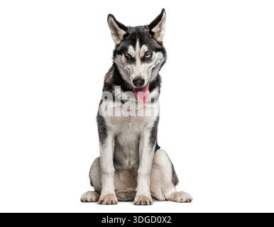 Sibirischer Huskyhund sitzt auf weißem Hintergrund und sieht neugierig aus Stockfoto