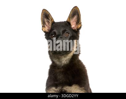 Deutscher Schäferhund, der auf die Kamera auf weißem Hintergrund blickt Stockfoto