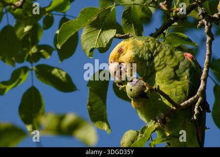 Gelbköpfiger Amazonaspapagei isst eine Walnuss auf einem Baum in Stuttgart Stockfoto
