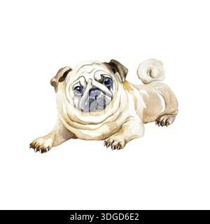 Beige Mops. Handgezeichnete Aquarellabbildung eines Hundes isoliert auf weiß. Geeignet für Geburtstagskarten, Hundeshow-Einladungen, Hundefutteretiketten, Spielzeug und Stockfoto
