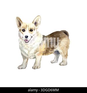 Corgi Hund, stehend. Handgezeichnete Aquarellillustration, isoliert. Geeignet für Geburtstagskarten, Hundeshow-Einladungen, Lebensmittelverpackungsetiketten und Kleidung Stockfoto