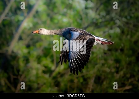 Graugans (Anser anser) im Flug vor einem Hintergrund grüner Bäume. Klare laterale Ansicht mit Flügelanatomie und Gefieder. (134 Zeichen) Stockfoto