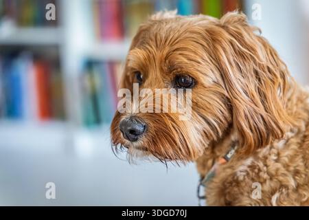 Nahaufnahme des Kopfes eines süßen Cockapoodles Stockfoto