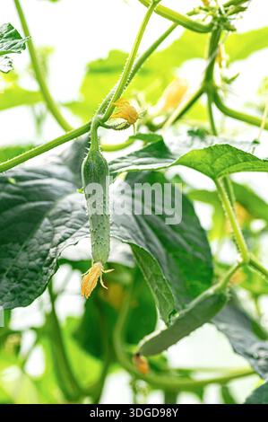 Junge Gurken, die auf grüner Rebe mit gelben Blüten und großen Blättern wachsen, frische Bio-Gemüsepflanze im Garten, Landwirtschaft Wachstum und Ernte cl Stockfoto