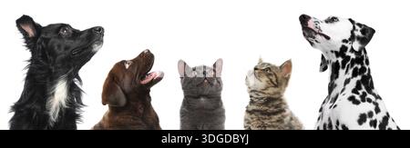 Niedliche Hunde und Katzen, die in die gleiche Richtung auf weißem Hintergrund schauen Stockfoto