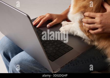 Nahaufnahme von Corgi-Pfoten auf Laptop als Frau, die E-Commerce-Fernarbeit und haustierfreundlichen Lebensstil im Home Office zeigt Stockfoto