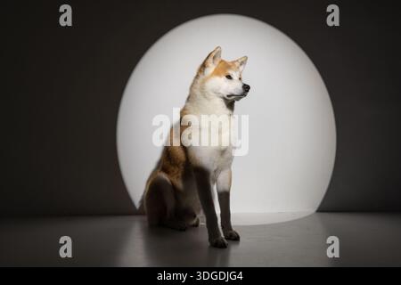 Husky-Hund auf einem sauberen Hintergrund, Nahaufnahme, Stockfoto