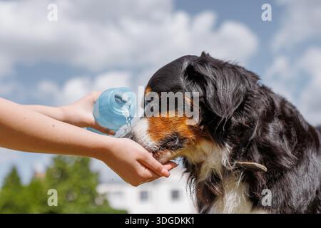 Durstiger Berner Sennenhund trinkt an einem heißen Sommertag Wasser aus der Hand einer Frau und bleibt im Freien in einem Park mit Wasser versorgt. Stockfoto